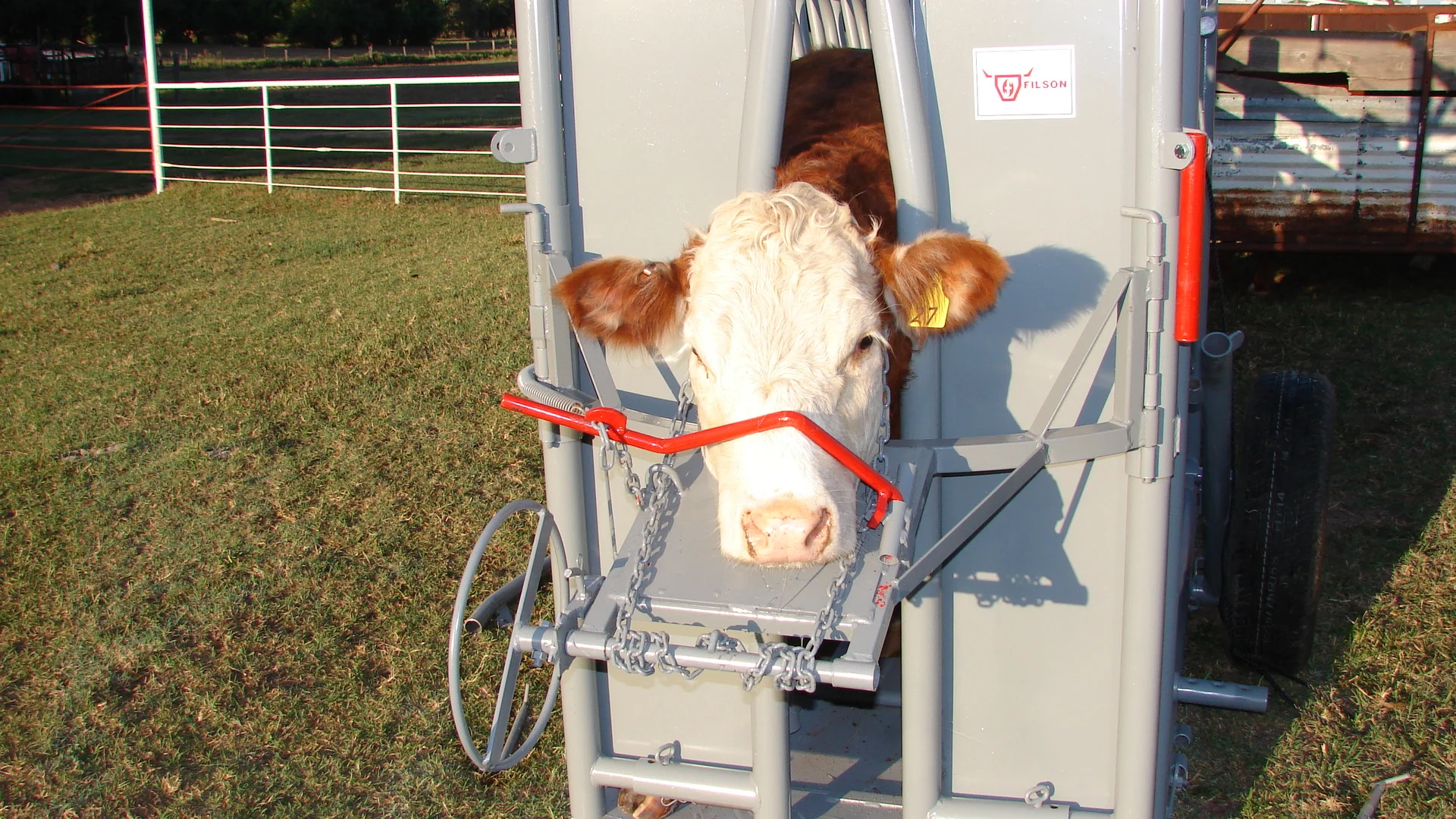 Regular Headgate — Filson Livestock Equipment