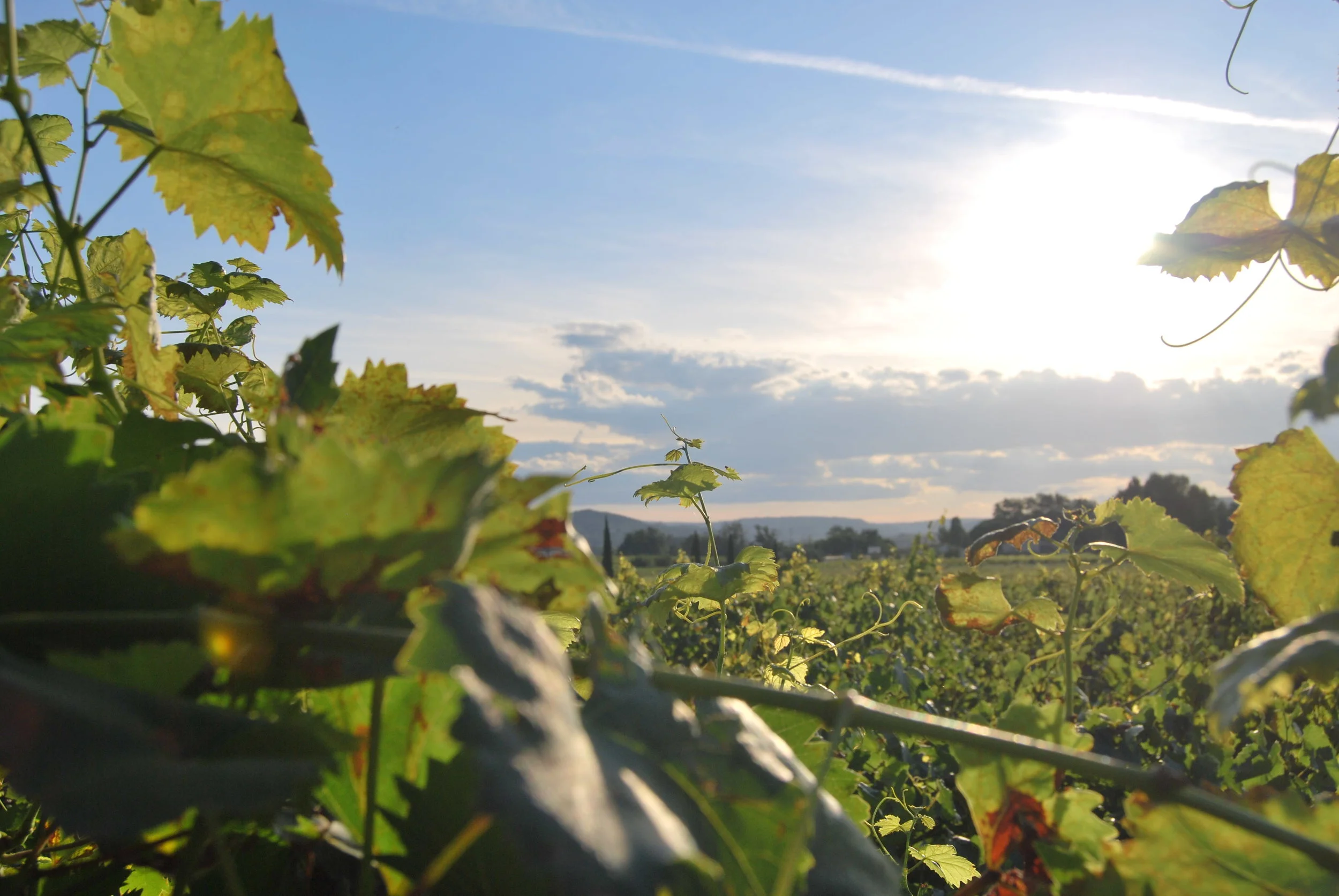 A vineyard in the summertime sun