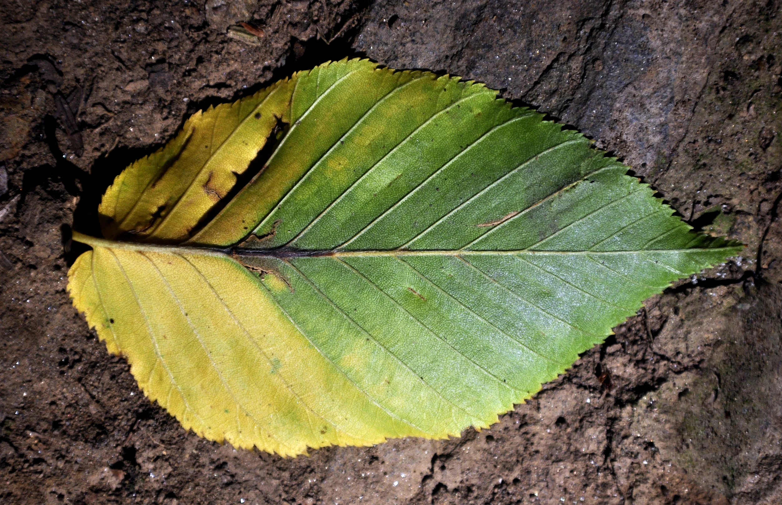 _DSC5380FIN.jpg