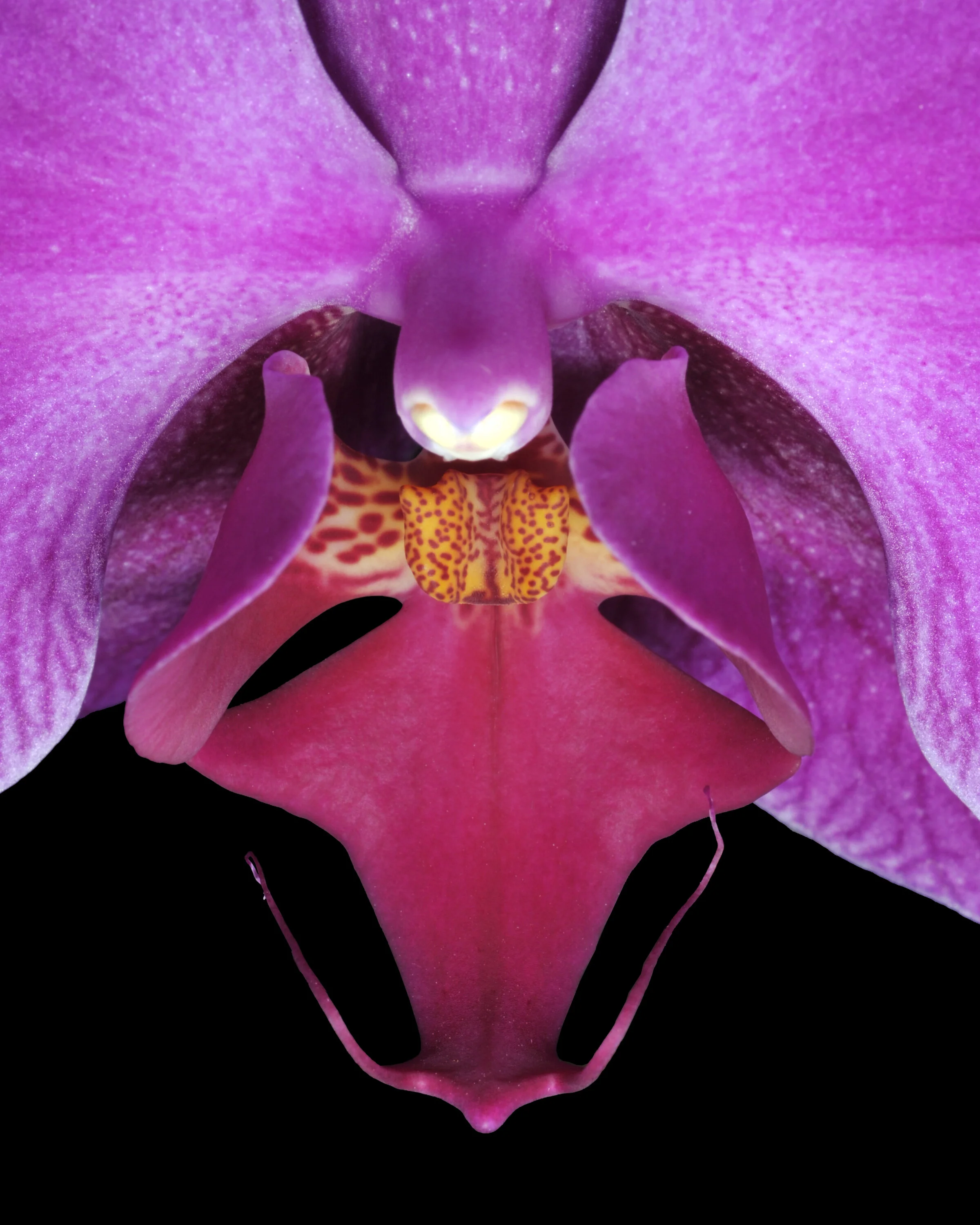 Orchid O'Keeffe, 2020