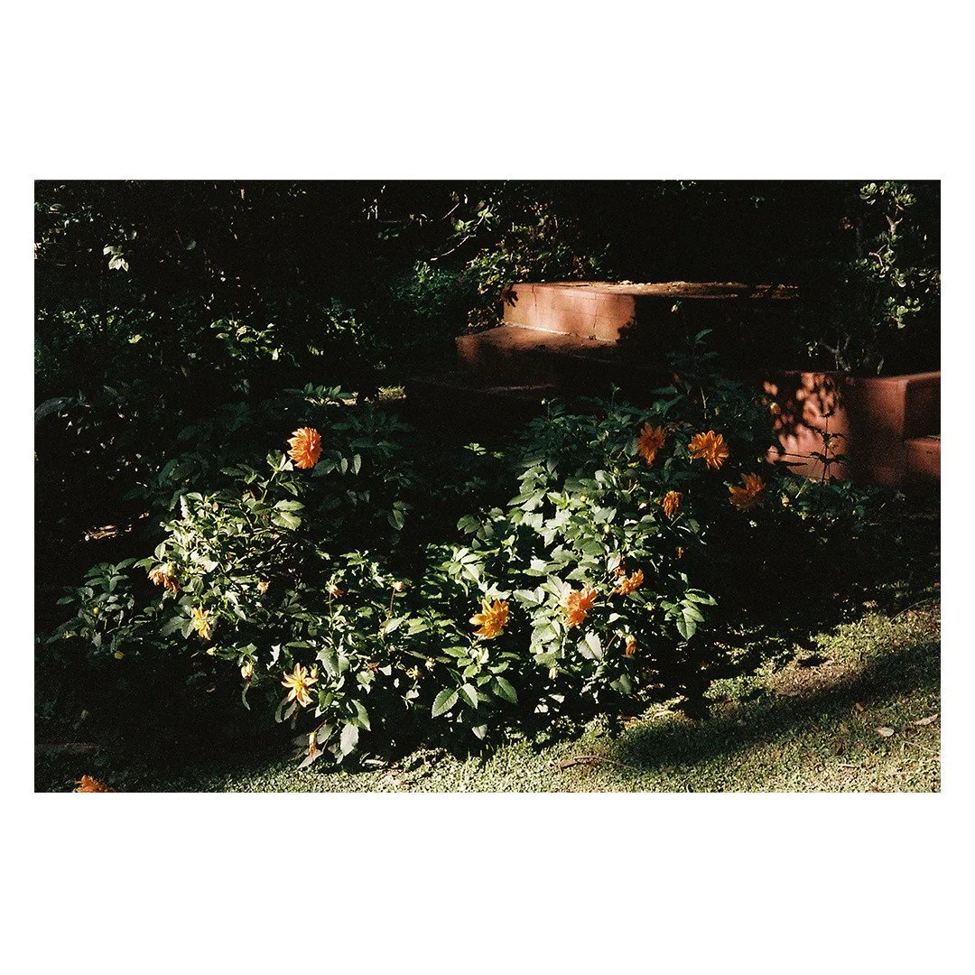 Flowers along the delta

📸: Minolta SRT-101
🎞️: @kodak #portra400
🧪: @crc.nyc 
📍: Delta de Tigre, Buenos Aires