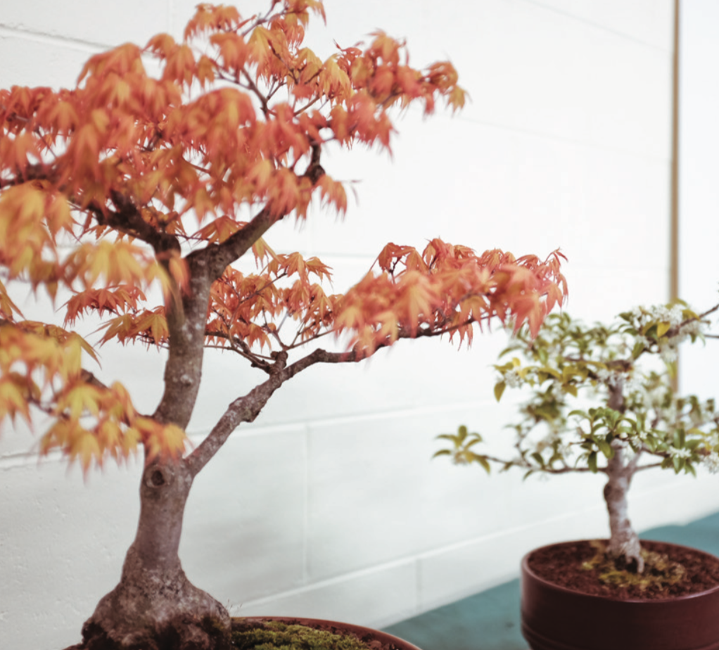 50 YEARS OF BONSAI