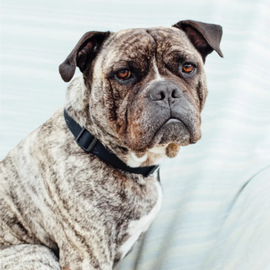 THE SHELTER THE COMMUNITY BUILT