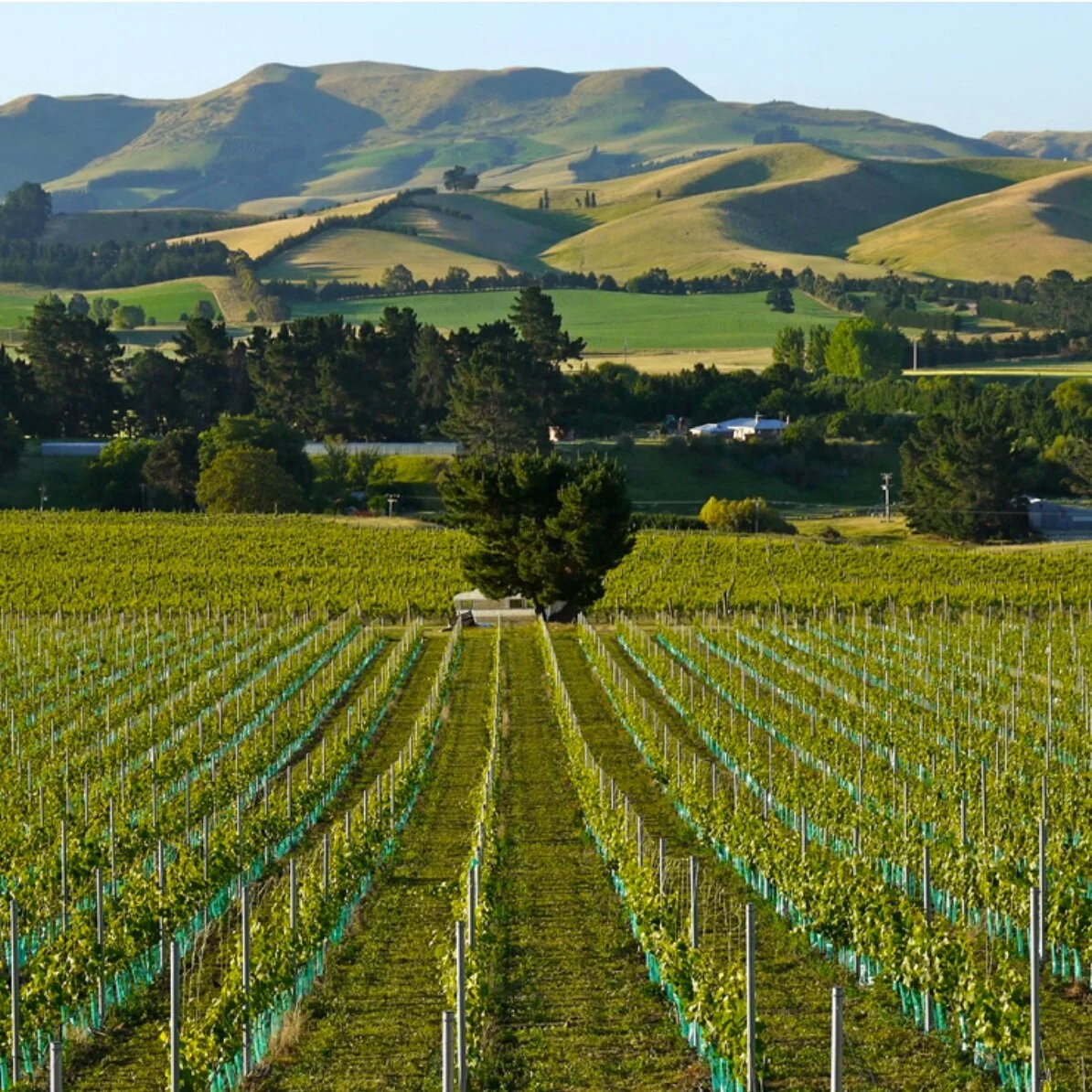 HURUNUI IS HERE, NOW 