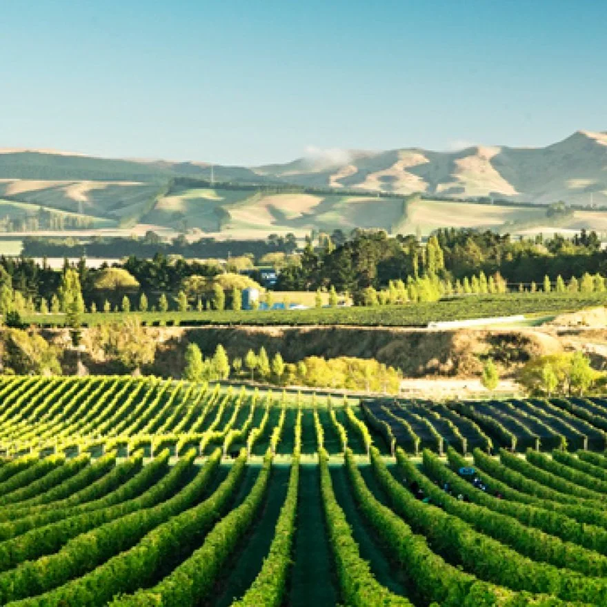 IN YOUR OWN BACK VINE YARD