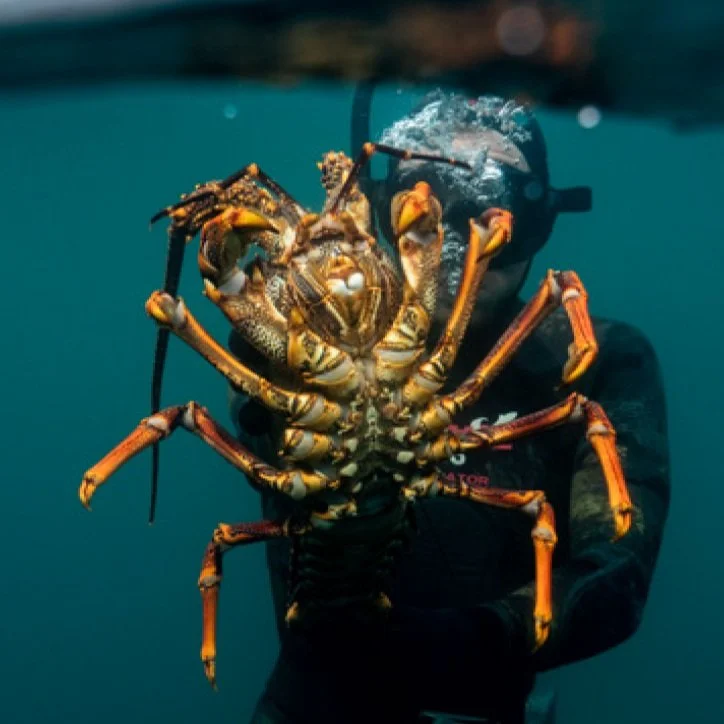 Savour the South in Southland 