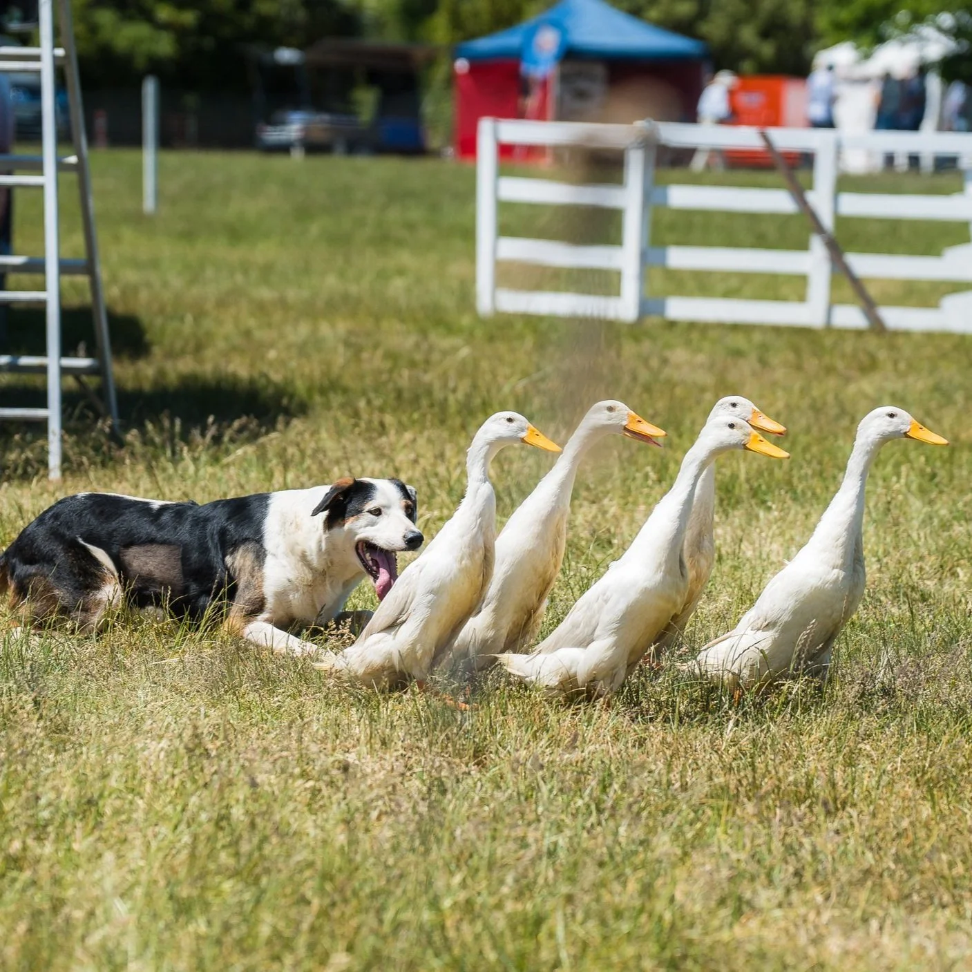 Duck, duck, dog