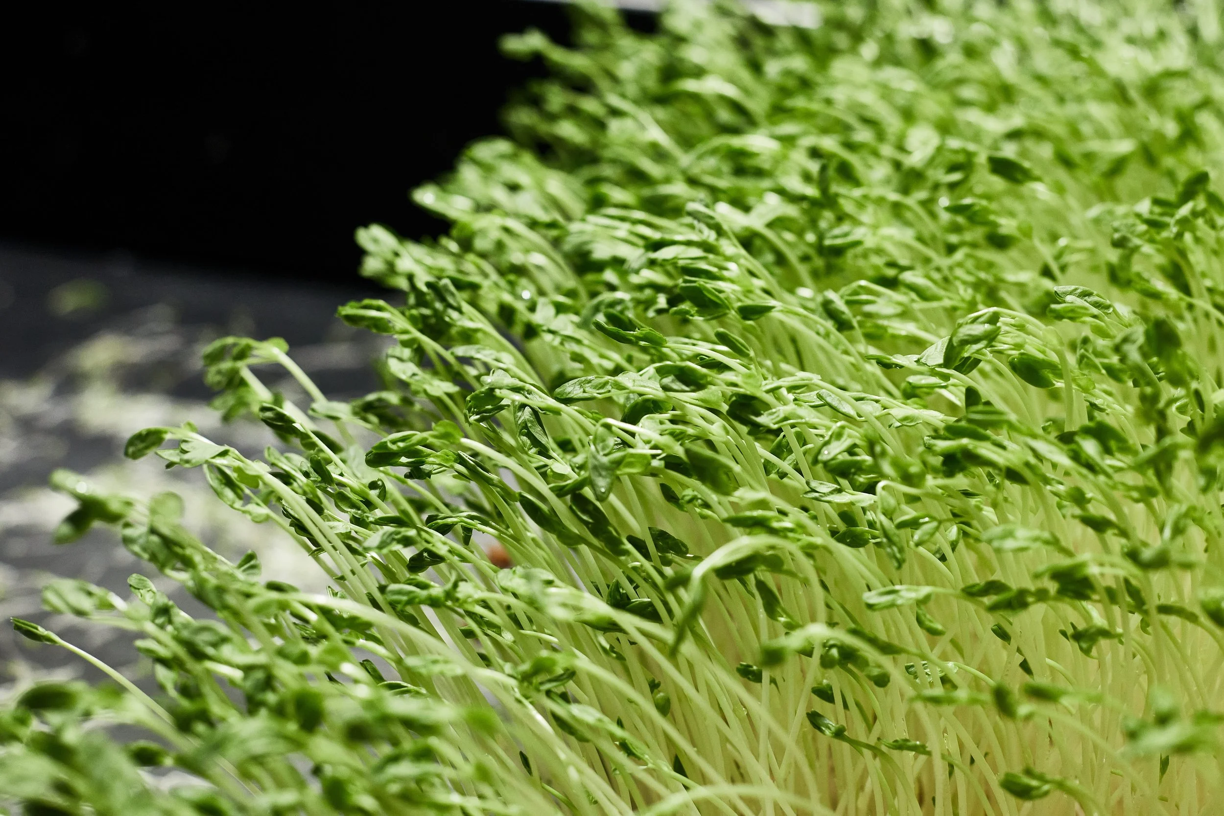 A milestone for better health