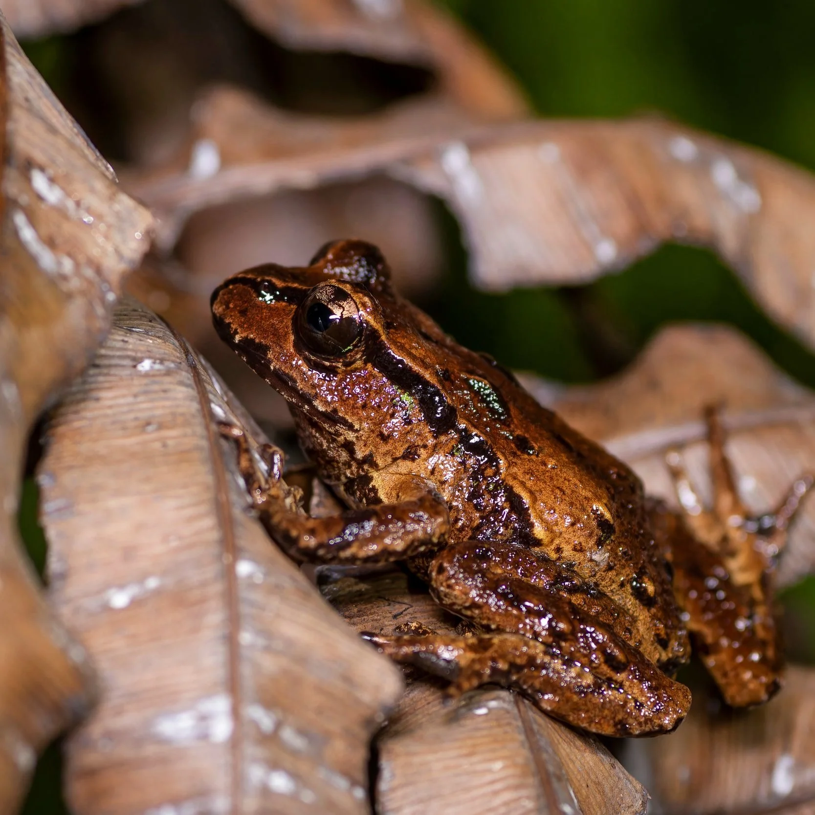 Saving New Zealand's ancient frogs