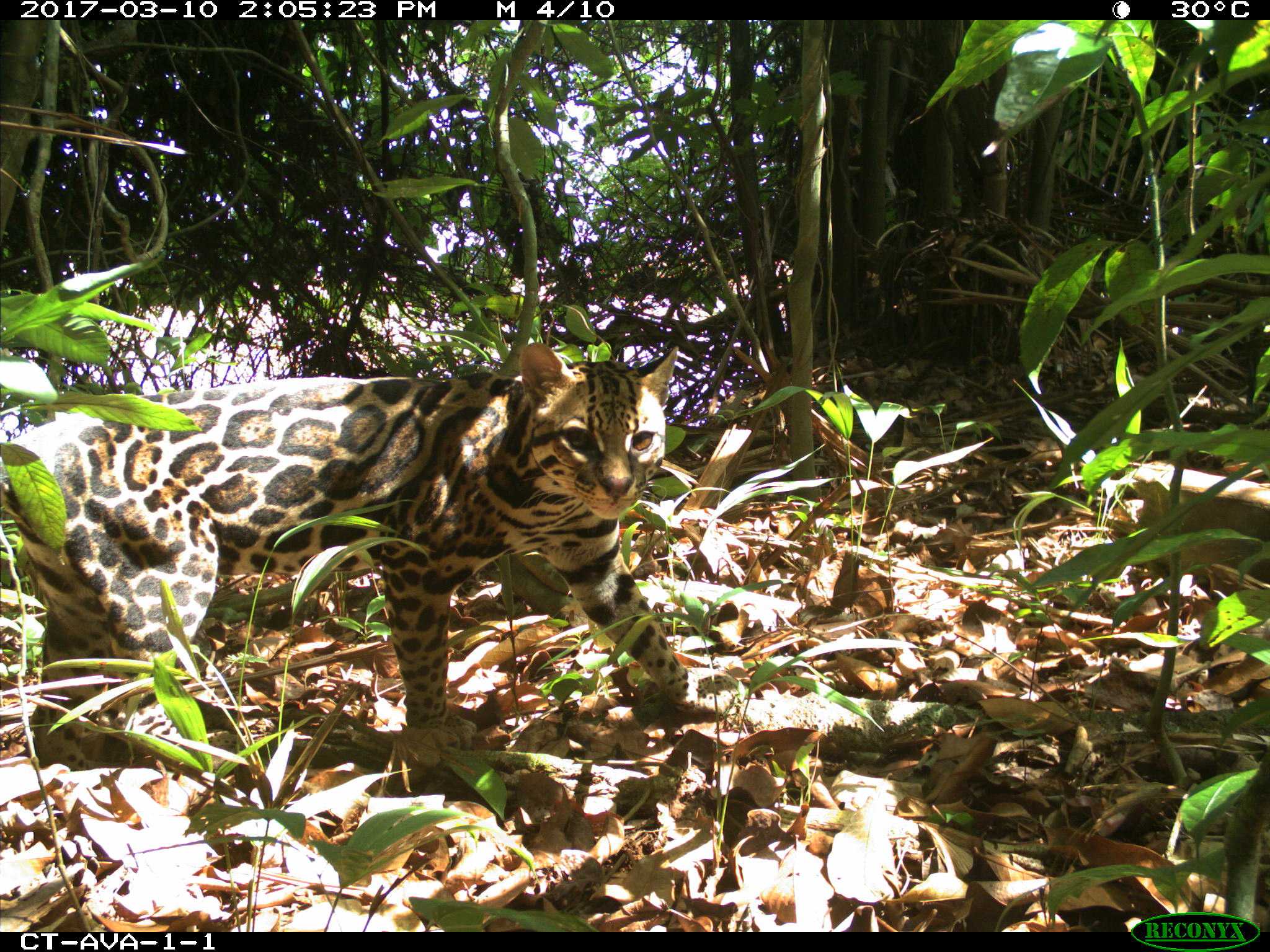 AVA-1-1, ocelot right dorsal view.jpg