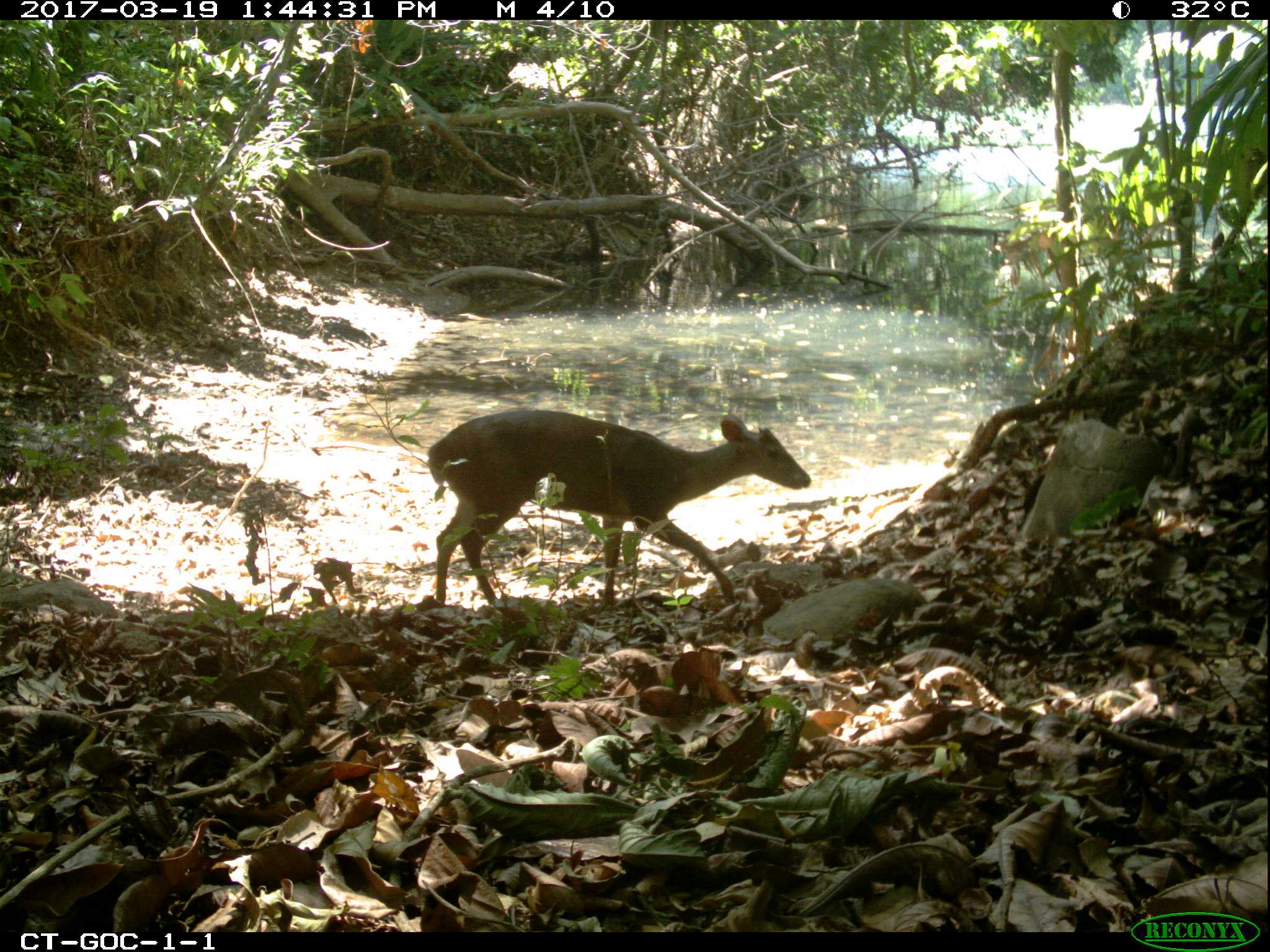 GOC-1-1, brocket deer.jpg