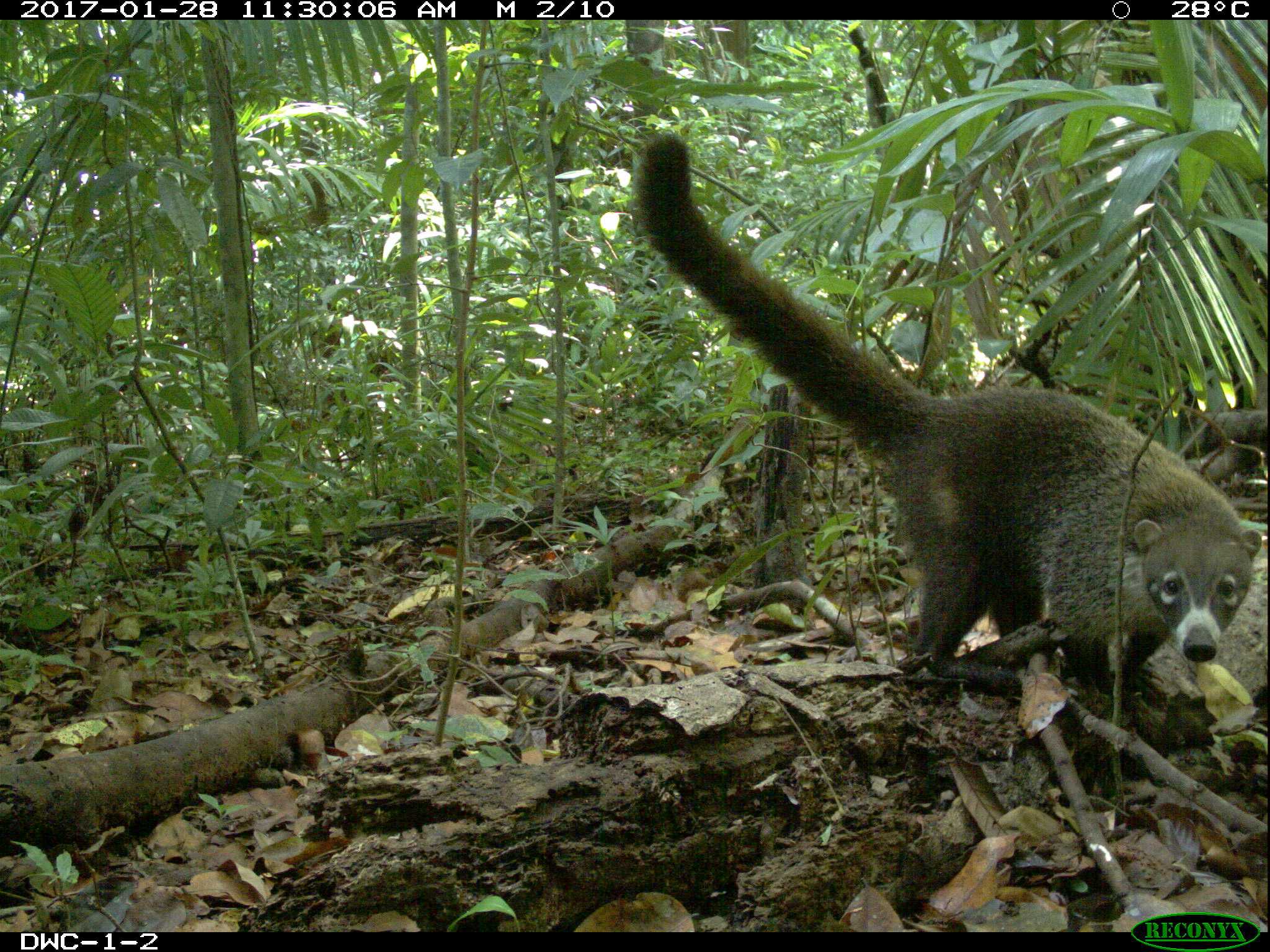 coati, DWC-1-2. cute looking.jpg