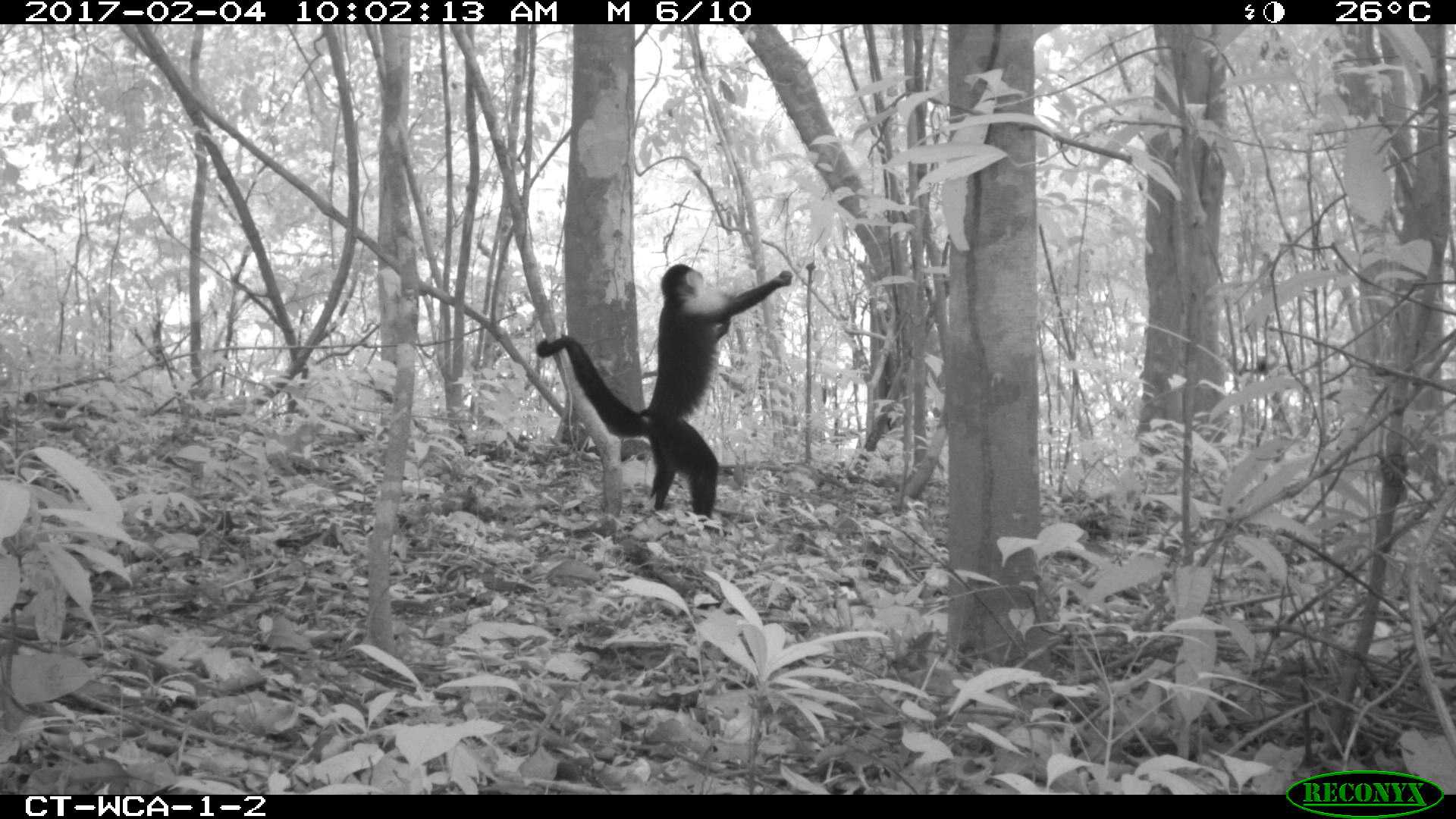 WCA-1-2, white-faced monkey praying lol.jpg