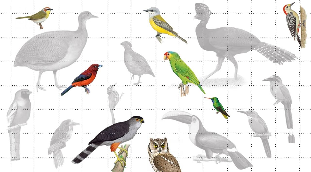 collage de aves.JPG