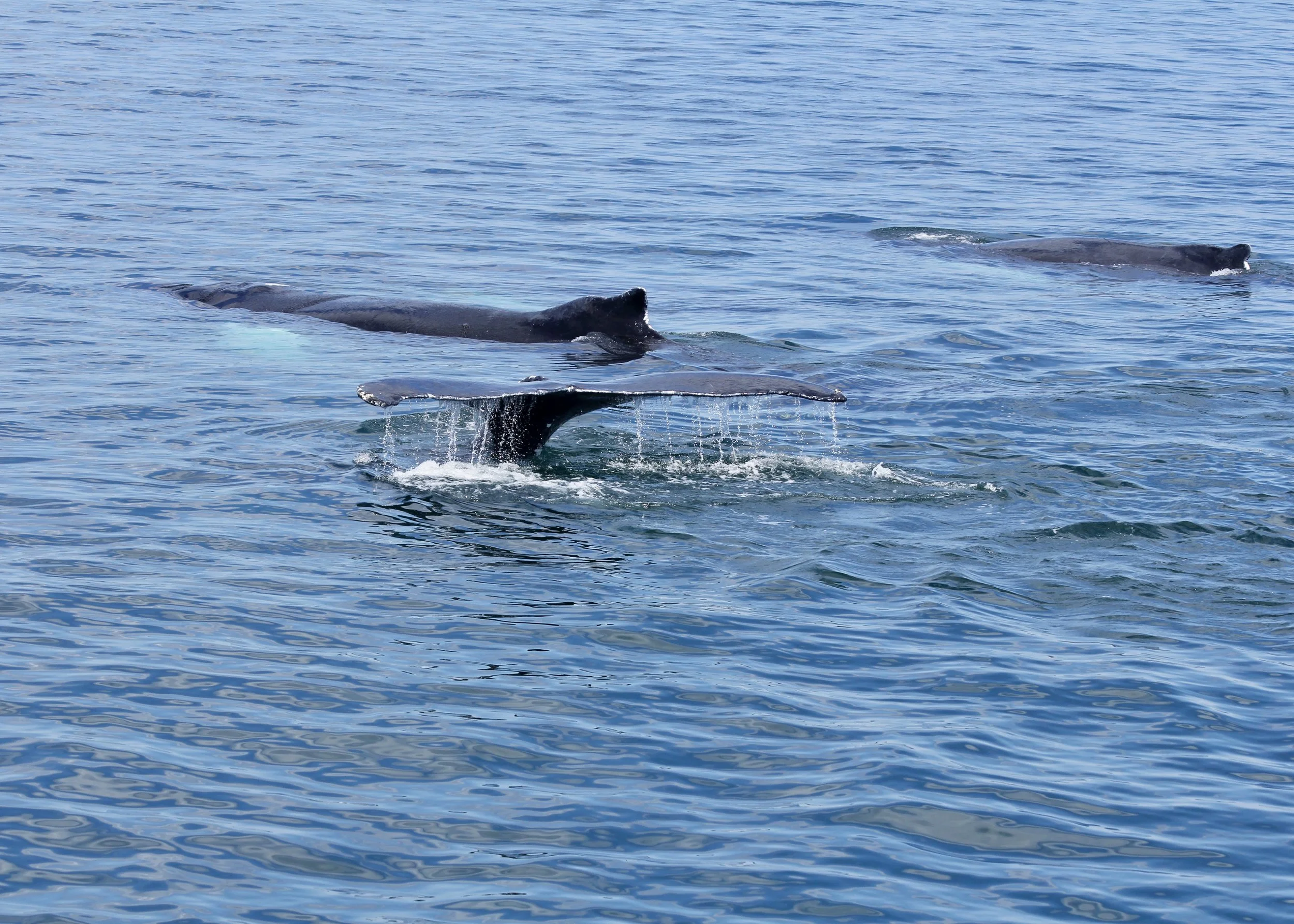 Whale Watching off Brier Island