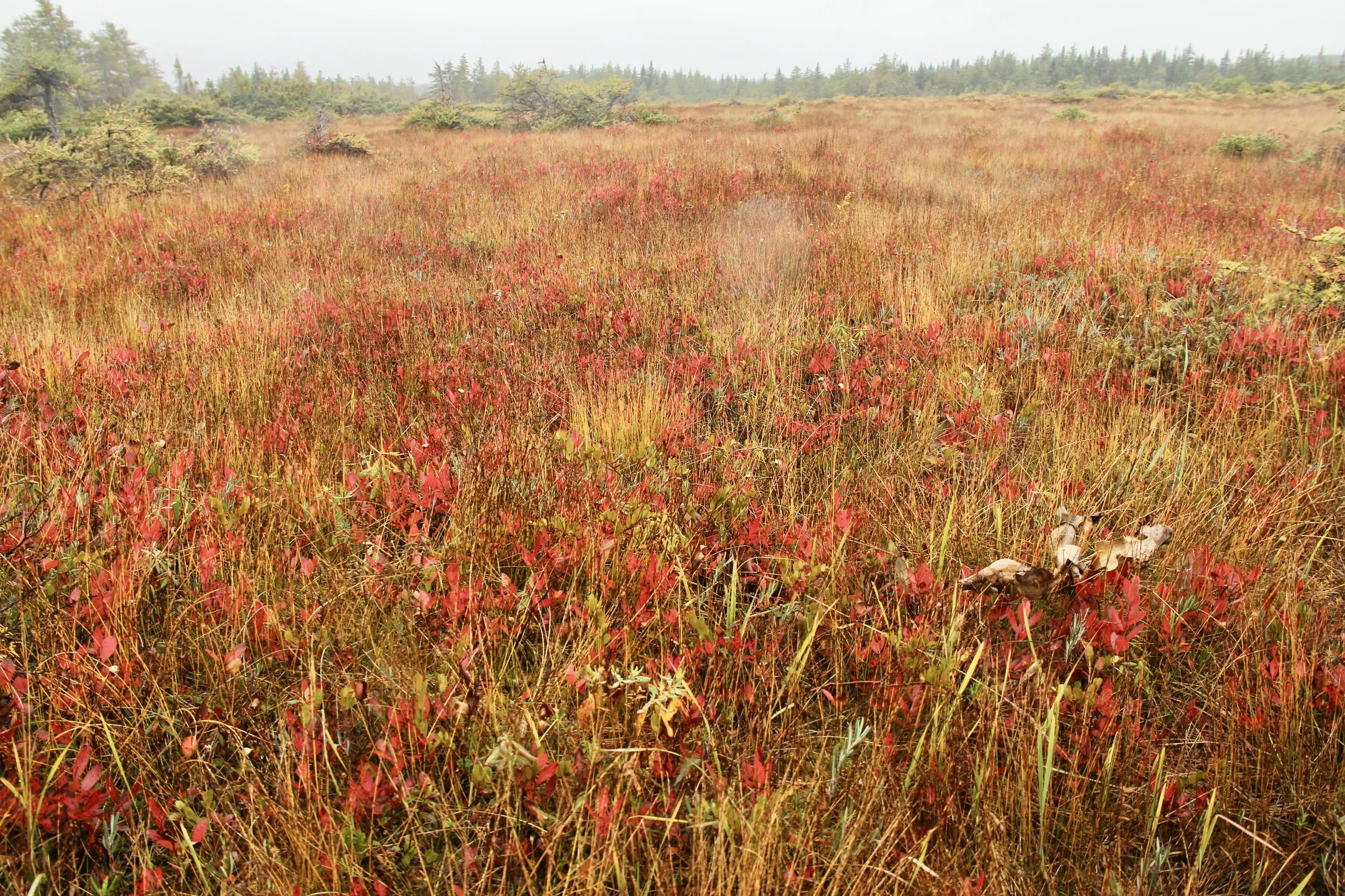 The Beauty of the Bog