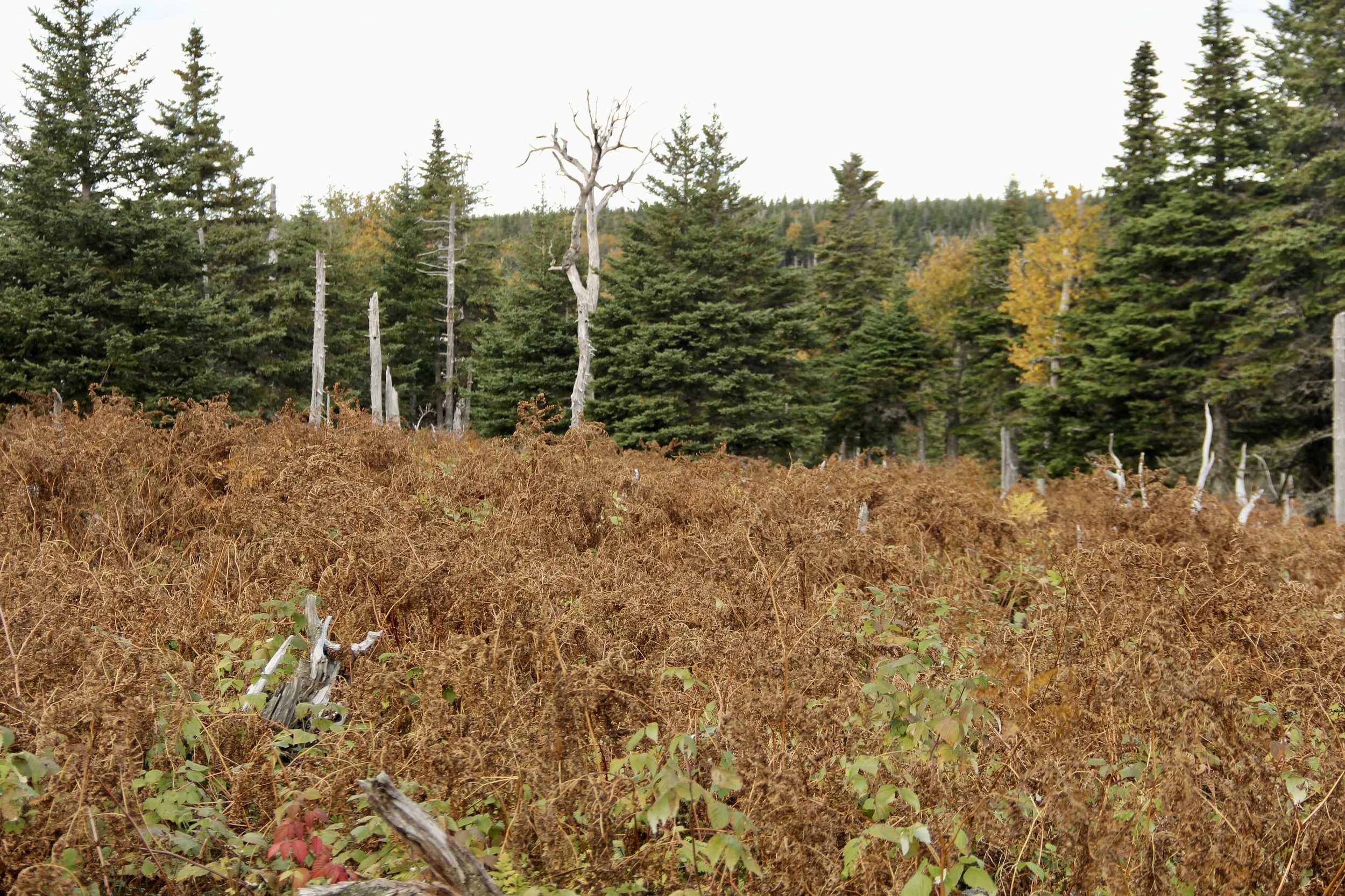 Can You See the Moose?