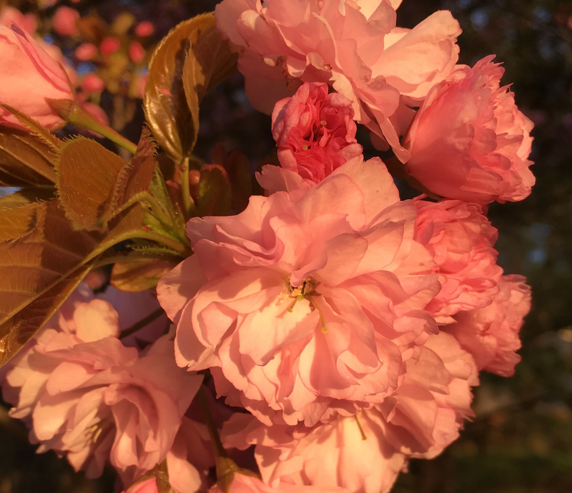 Pink blossom.jpg