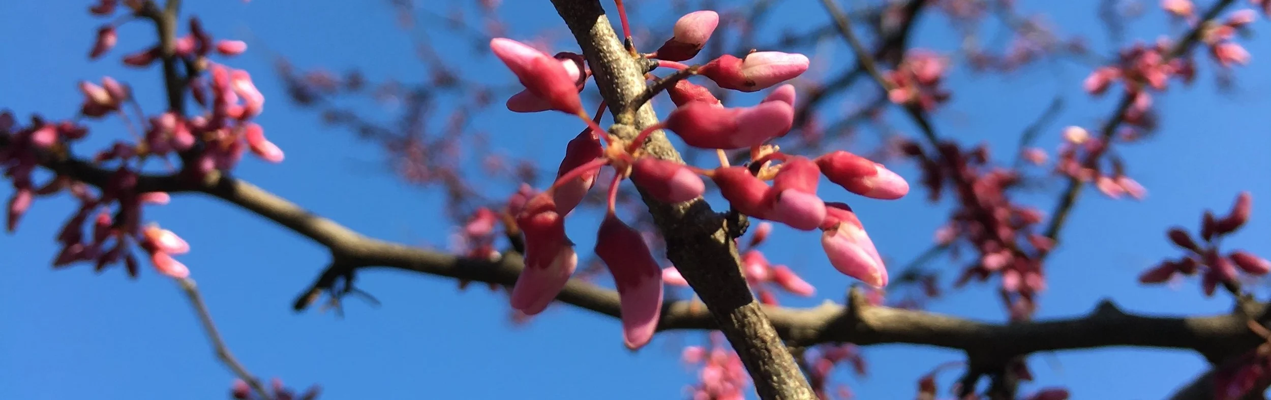 opening+buds.jpg