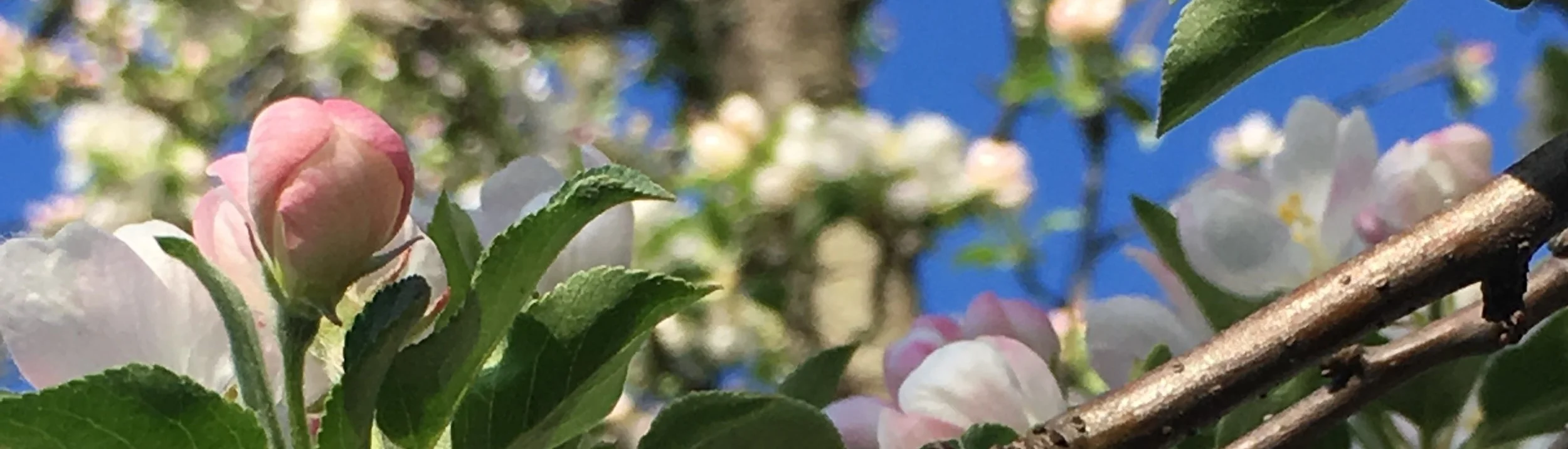 White+flower+and+bud.jpg