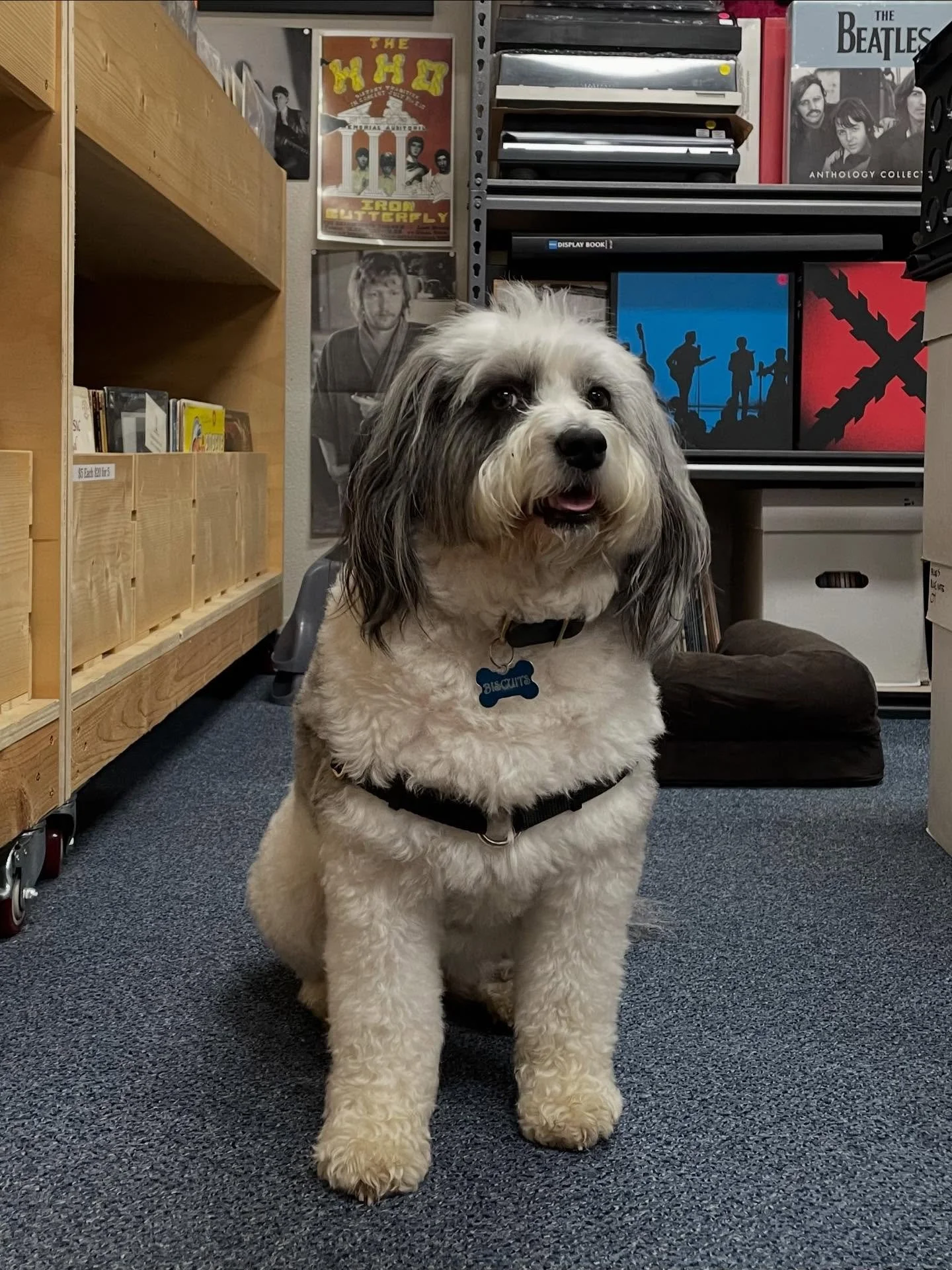 It&rsquo;s bring your doodle to work week at the shop! We got Biscuits in the house and she brought some tasty restocks with her! Come through and say hi!

Open Wednesday through Saturday 
Noon to 6 

#supportyourlocalrecordstore #vinylcommunity #aus