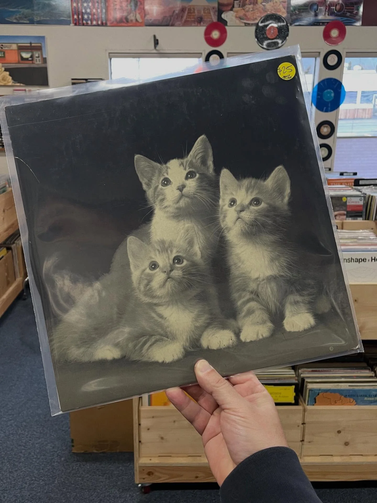 Awww! Kitten Kapers and other assorted delights dropping in the new arrivals bins today. Come through for a dig. Open noon to 6. 

#supportyourlocalrecordstore