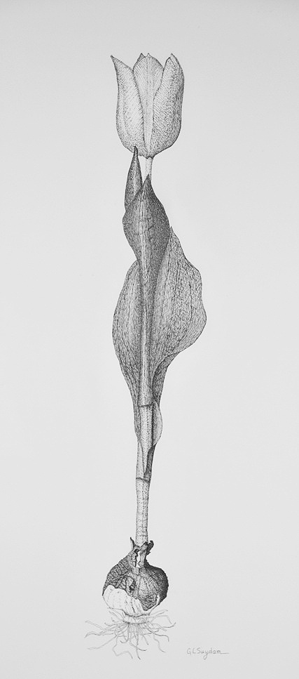 427_Tulip.jpg