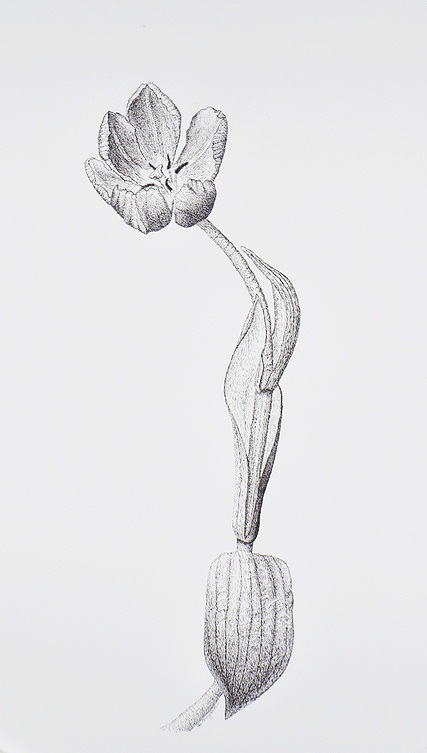 427_Tulip_2.jpg