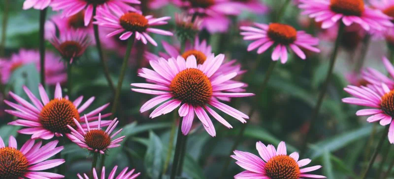 Echinacea-Uses_HEADER.jpg