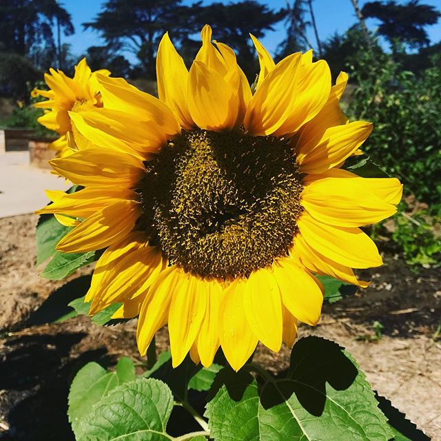 Happy Saturday 🤩🌻. Where are you finding your sunshine today, my lovely sunflowers?