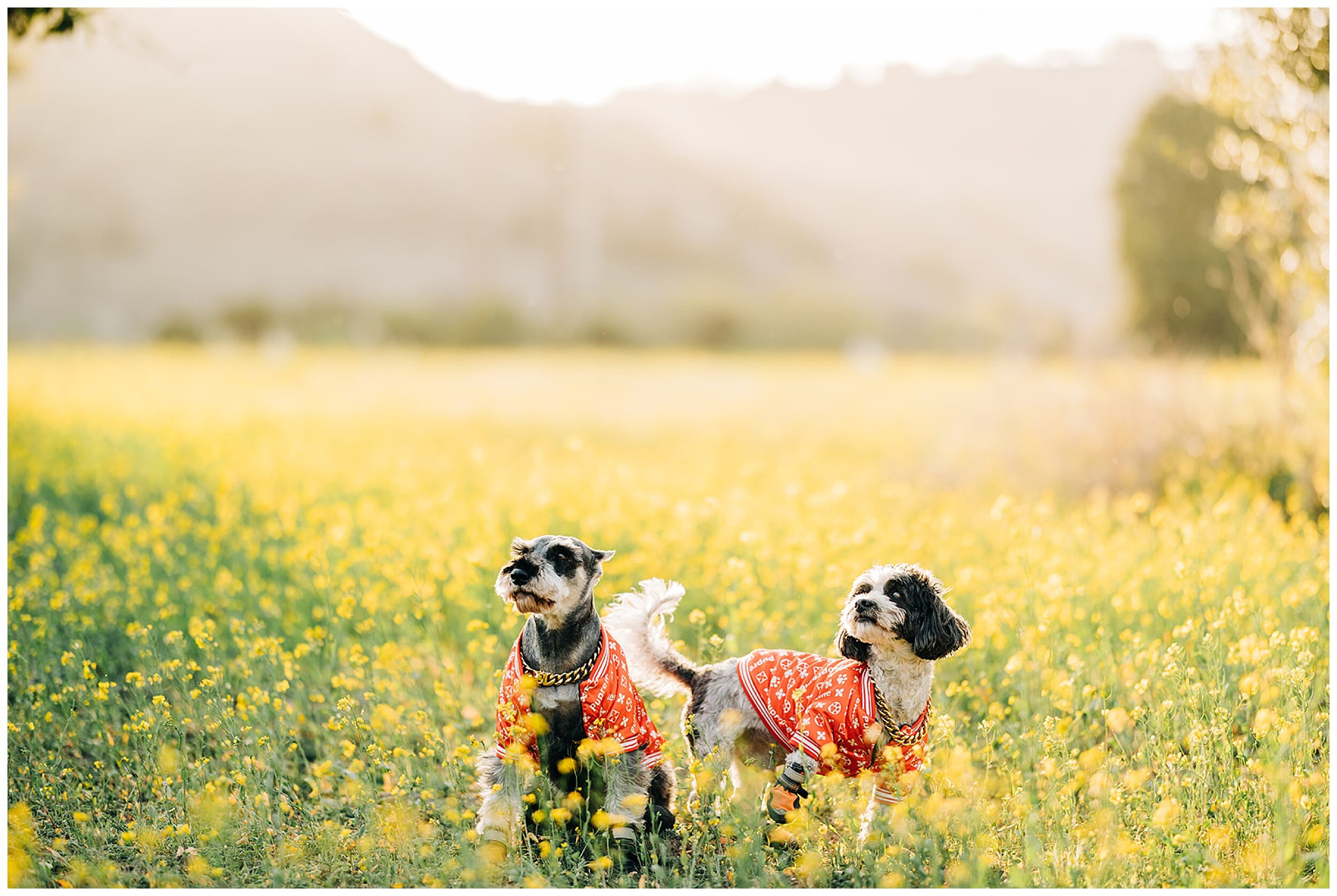 photo of dogs in field