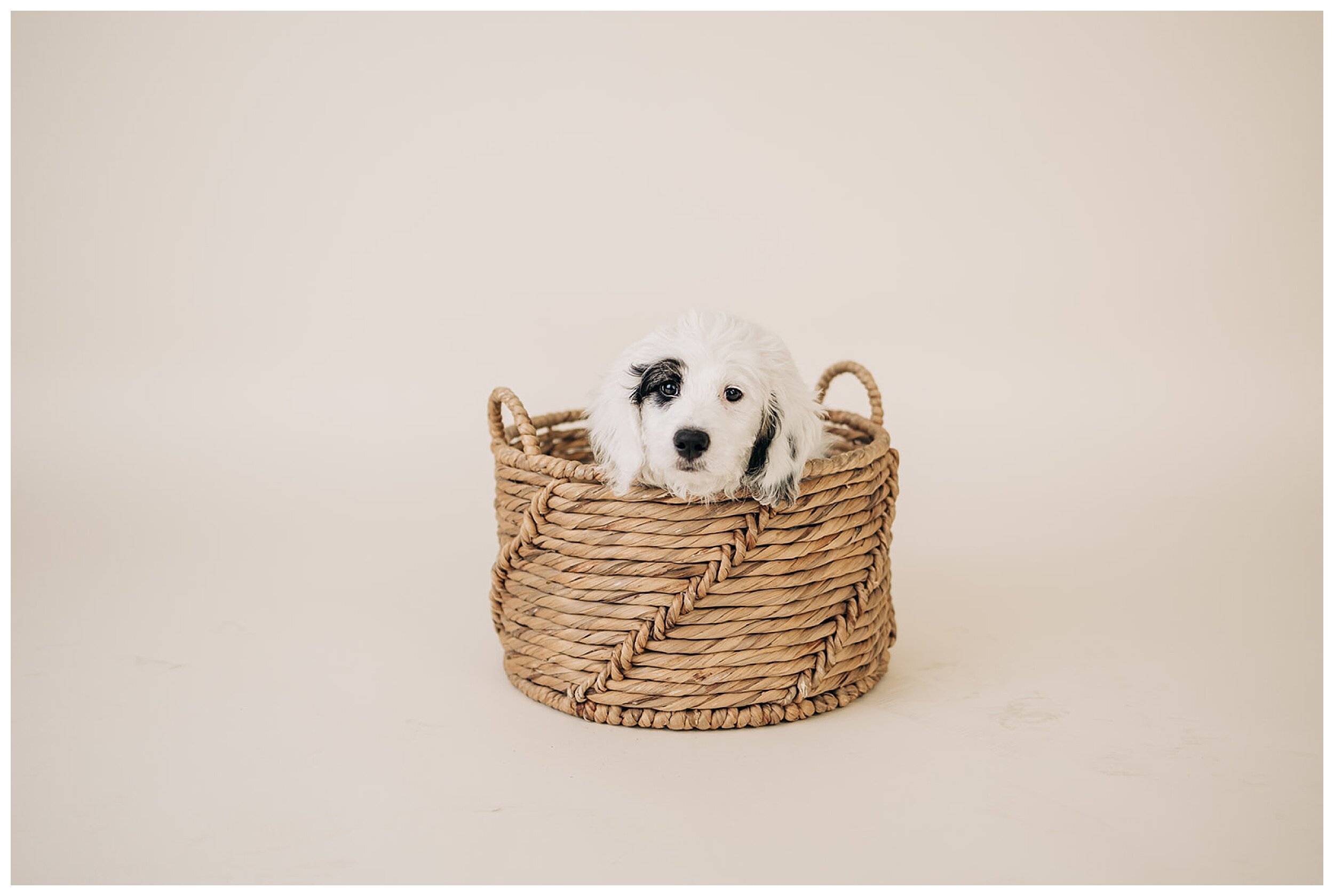 puppy sitting in basket