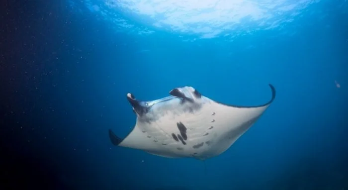 Manta rays
