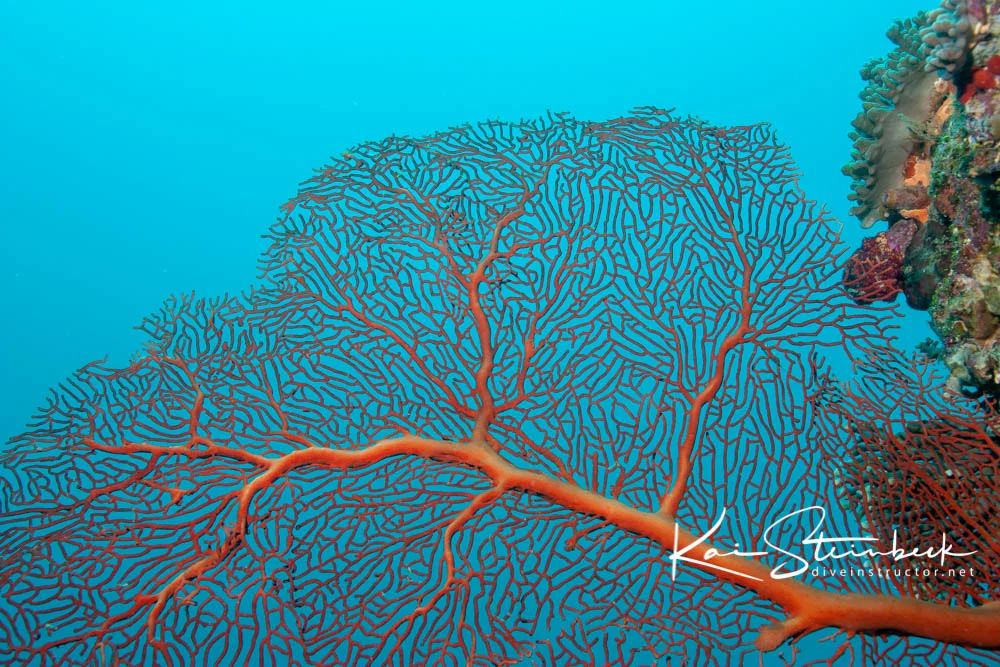 Sea Fan