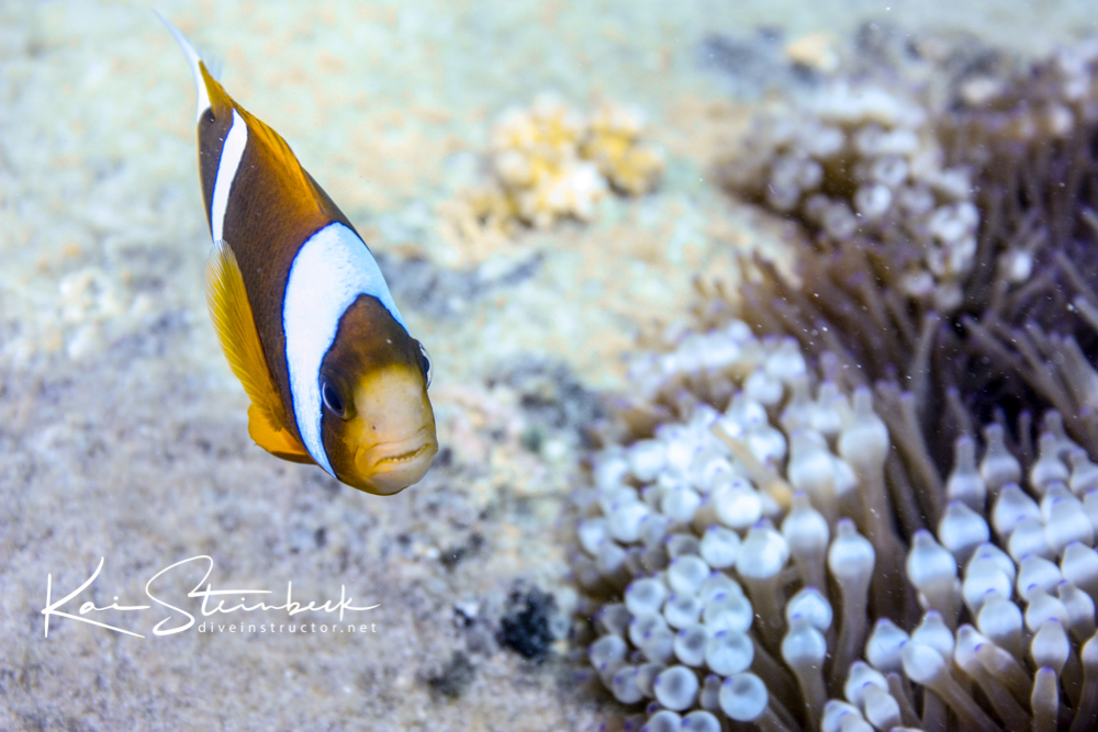 Anemone Fish
