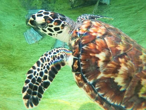 Geoffrey the Hawksbill