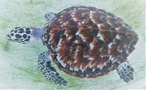 Bruce the Hawksbill
