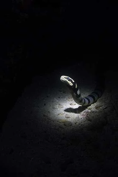 Banded sea snake
