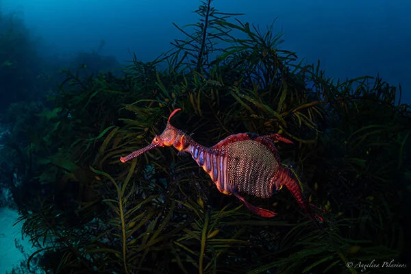 Weedy Seadragon