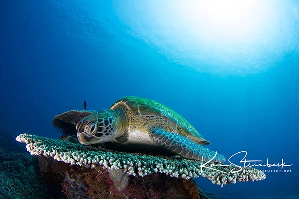 Green Turtle