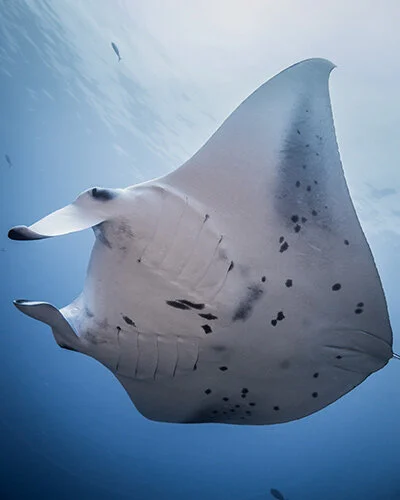 Manta Ray
