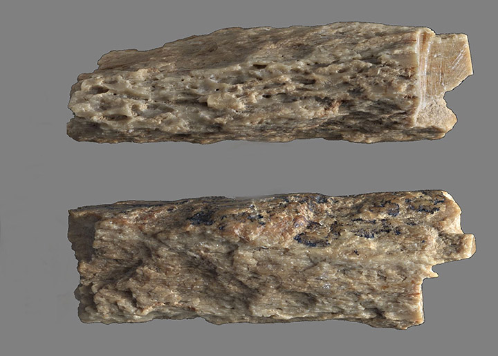 Finger bone fragment of 'X woman', a juvenile female, found in Denisova cave in 2008. Fragment of the bone of Denny - an inter-species love child. Picture: Max Planck Institute