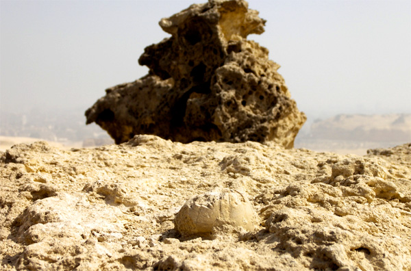 We can see the petrified exoskeleton of this Echinoid or shallow marine creature laying gravitationally flat on the top surface of the megalith temple block (forefront). The top surface of this block seems to be covered by lagoon sediments and alluvial sands that have cemented to it due to the forth coming hot dry climate after the sea water regression. In the background we can clearly see a top megalith temple block that has lost half its mass and disfigured due to seawater spray, wave mechanics, and marine habitat. Both block and the petrified Echinoid are 75 meters over our current sea level were a 2 meter high intertidal range spans from the Khafra enclosure up to the Menkara temple. Both temple block and petrified Echinoid are existing in this intertidal range.