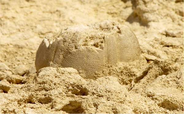 We can clearly see the pristine condition and minute details of the exoskeleton perforation which means that this marine creature must have petrified from recent times. It is not a body fossil as most fossils are that date back to 30 million years, but petrified by the sediment deposits that have filled its hollow.