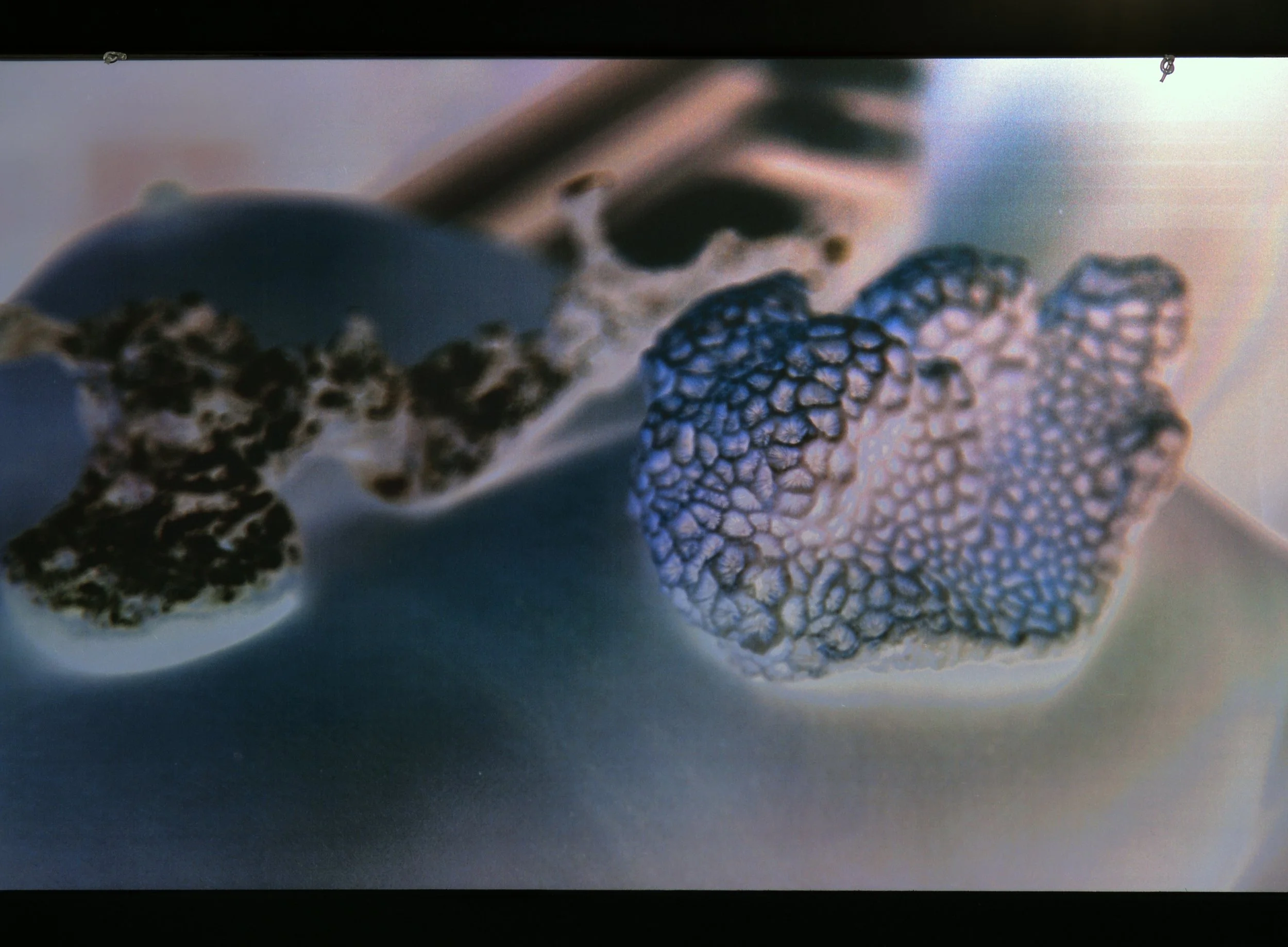 15 Ioanna Thymianidis untitled 4 print on transparency.jpg