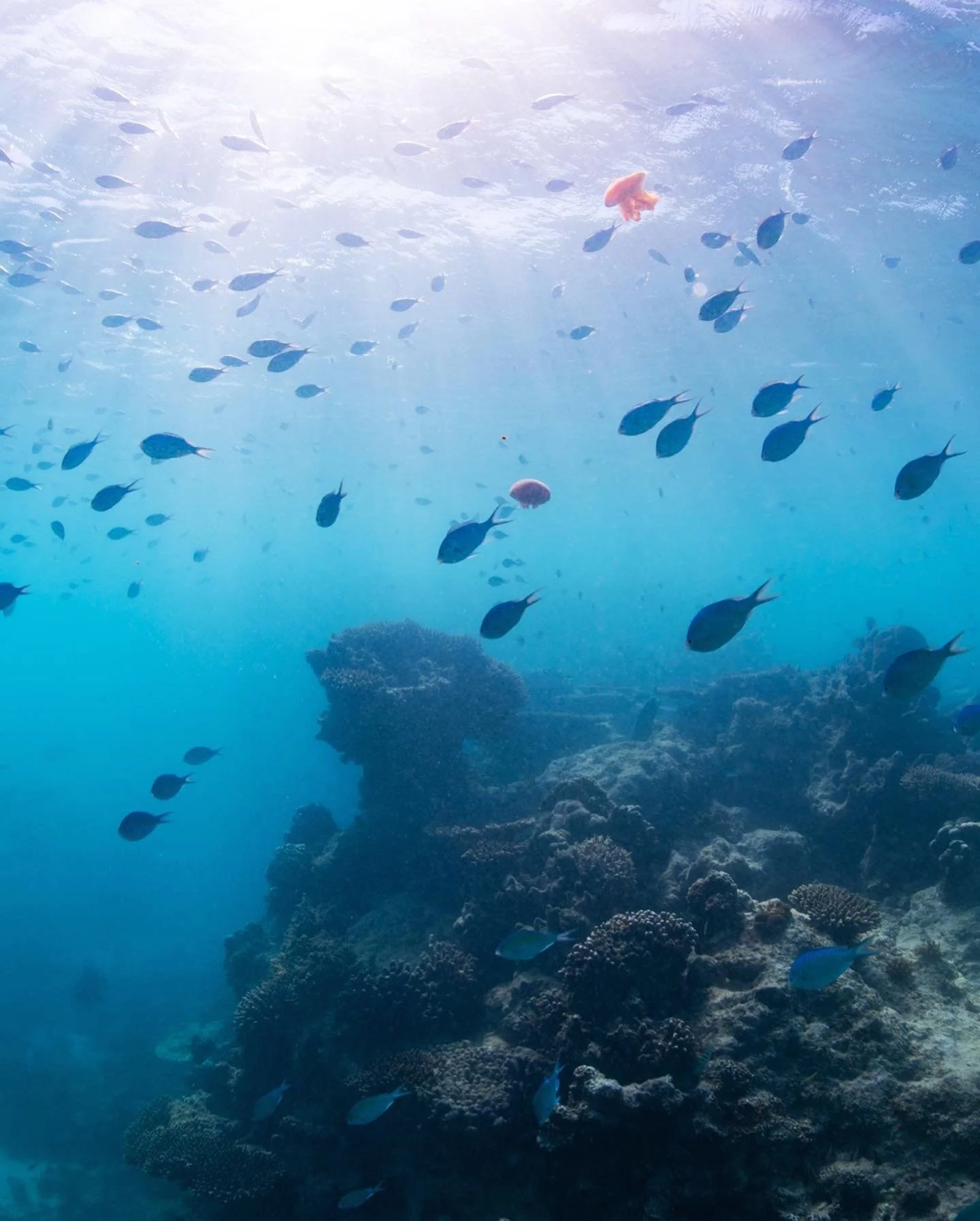 Undersea.jpg