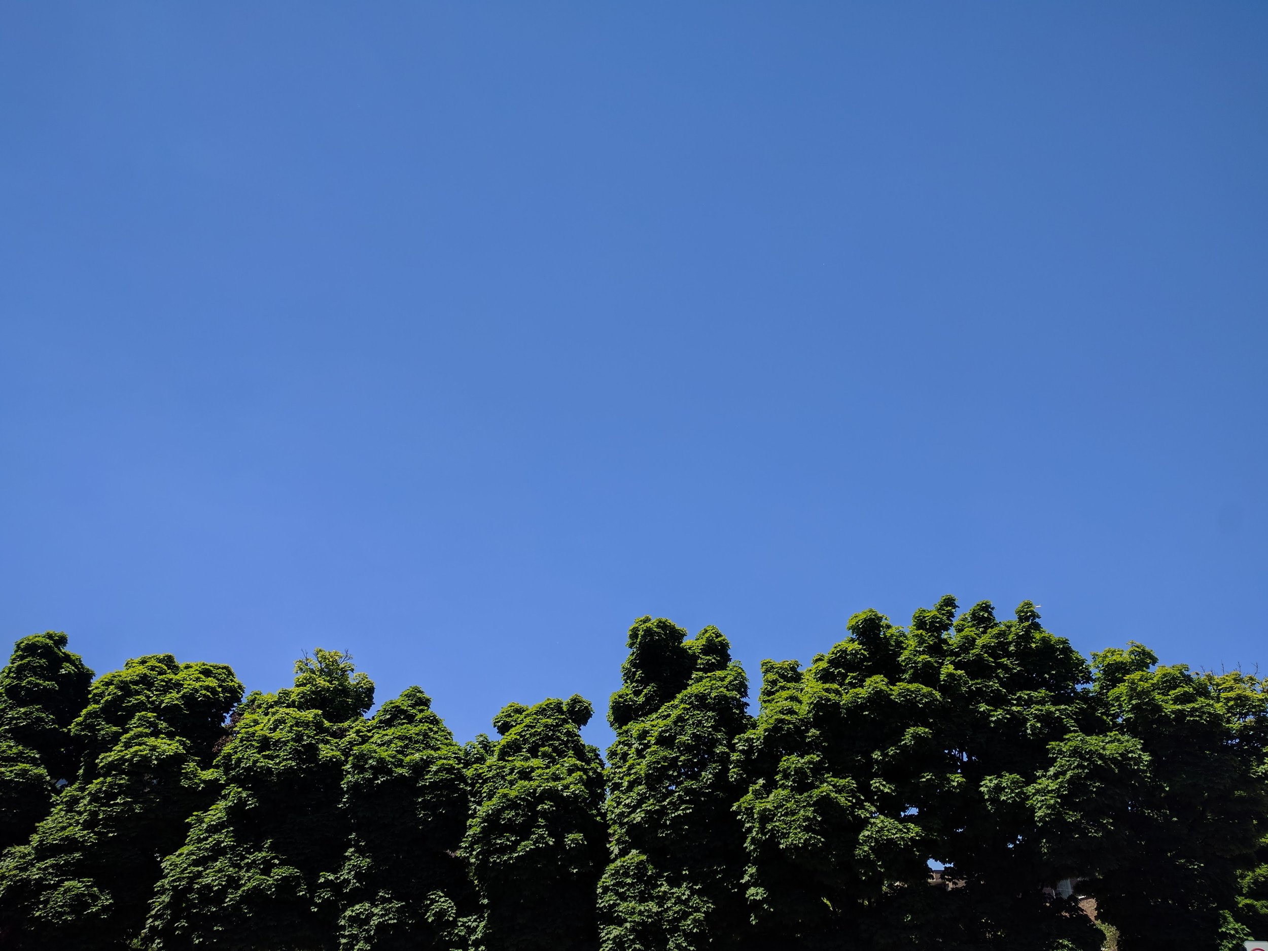 IMG_20180622_125111.jpg