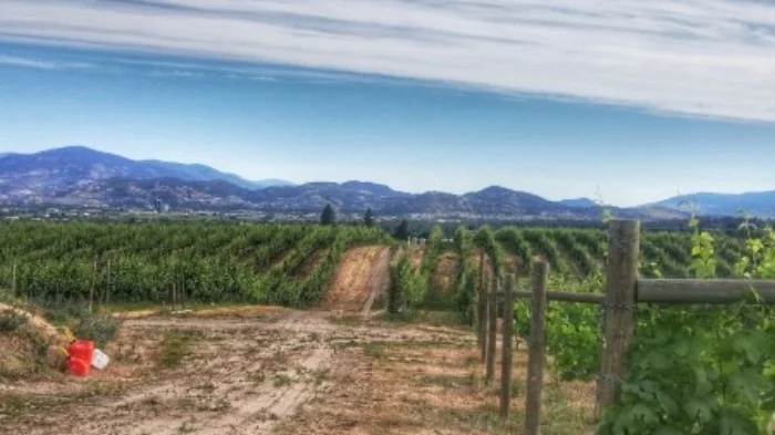 fromthebackofthevineyard.jpg