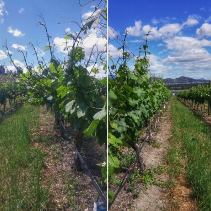  Wire Lifting Before + After 