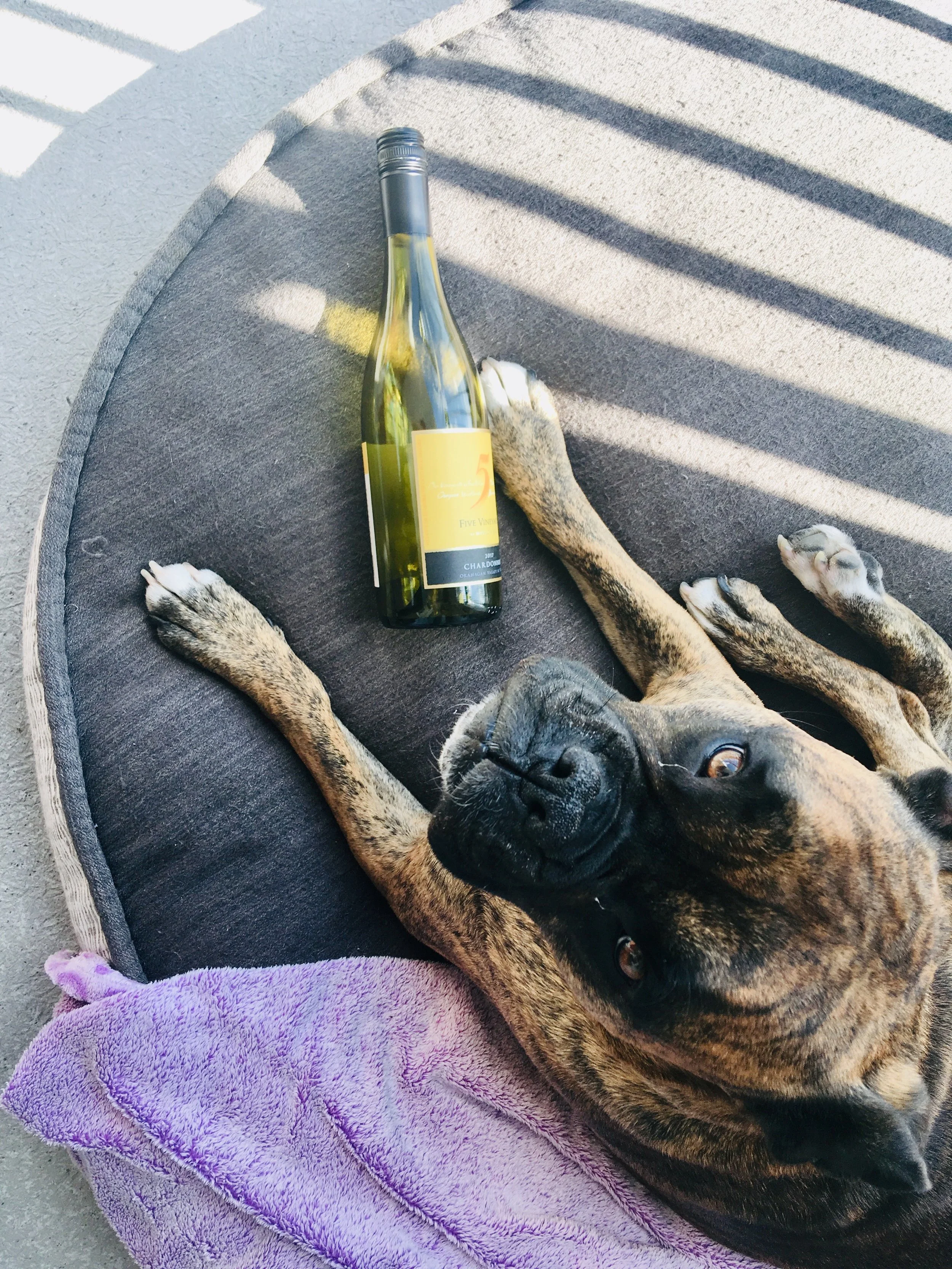 Stella thinks the Chardonnay from the Five Vineyards Mission Hill series is just peachy!